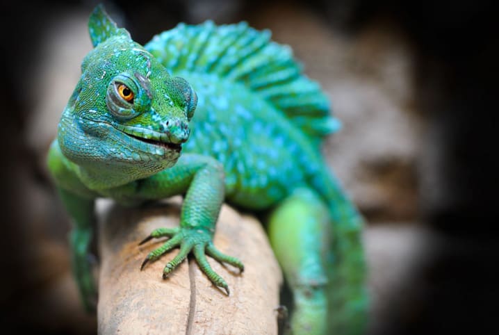 Cores vibrantes de répteis serpente brilhante deslizando à luz do