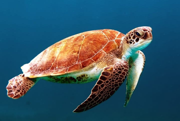 tartaruga macho ou femea aquarismo