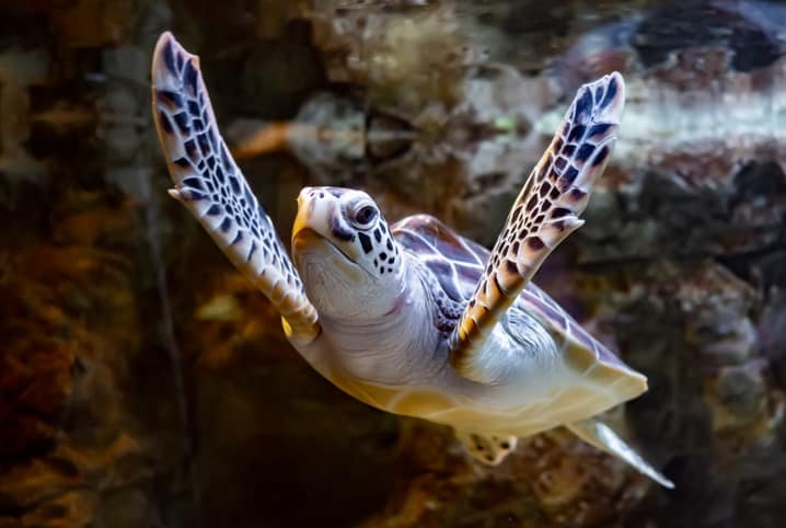 tartaruga macho ou femea pet