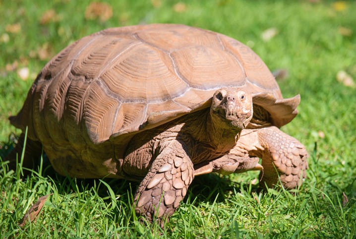tartaruga macho ou femea
