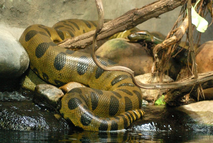 Cobra cega? Entenda por que os olhos das serpentes ficam azuis, Terra da  Gente