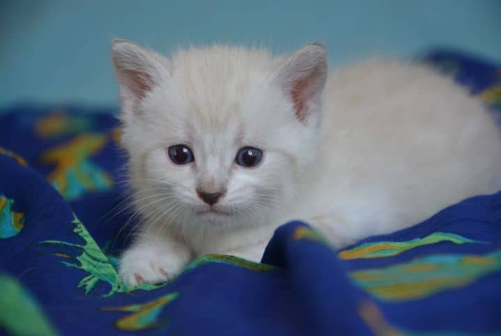 Como saber a IDADE de um GATO - Filhote, adulto ou idoso