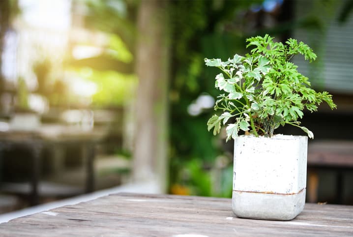 11 Plantas que podem sobreviver até no canto mais escuro da sua