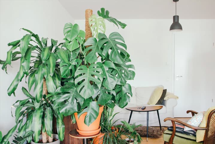 Plantas pendentes: 10 espécies para ter em casa, Paisagismo