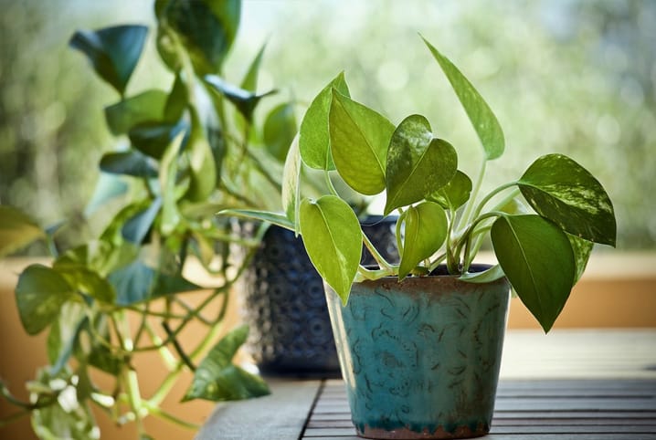 Os Tipos-Planta Verdes de Casa!