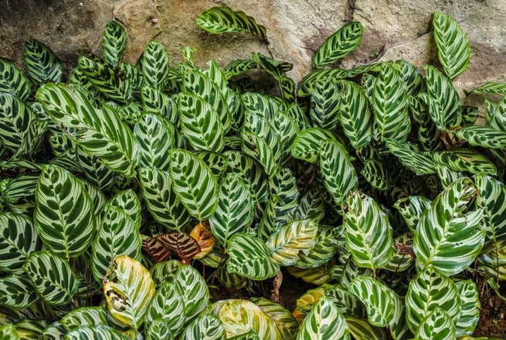 Os Tipos-Planta Verdes de Casa!