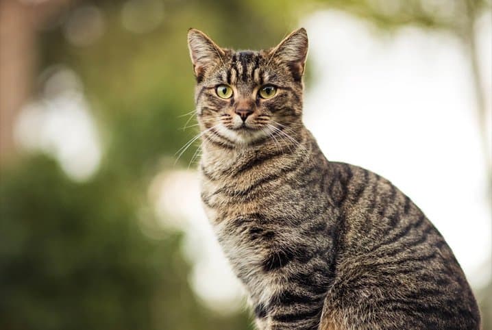 Gato pulando? Descubra 5 curiosidades sobre o salto dos felinos!