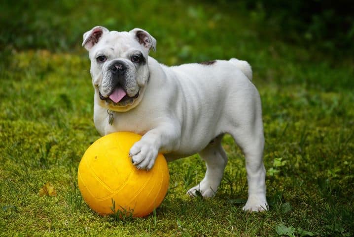 cachorro brincando com a bola 