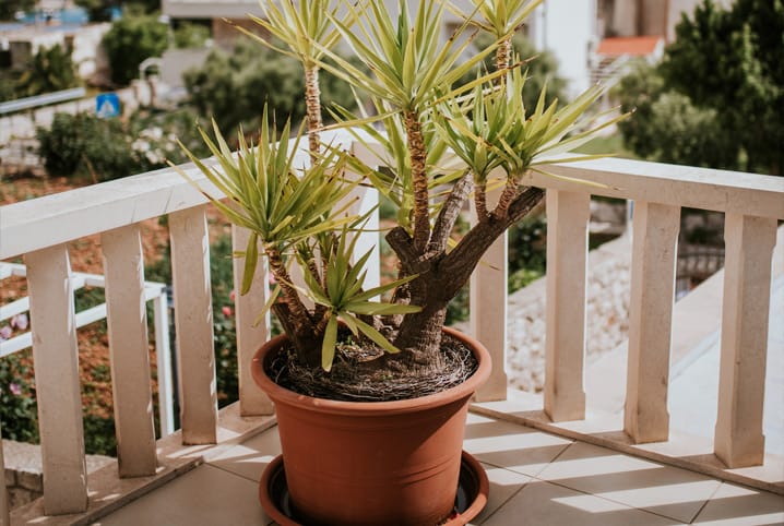 24 plantas que se desenvolvem bem dentro de casa, Paisagismo