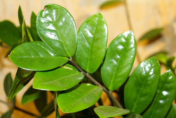 Os Tipos-Planta Verdes de Casa!