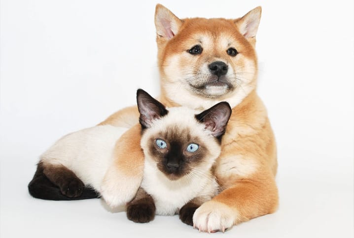 cachorro e gato