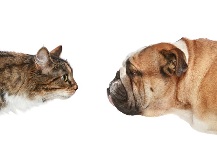 Conjunto De Gatos De Desenhos Animados Com Sinais De Coração Para