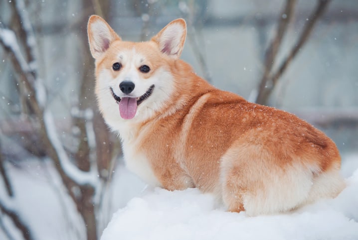 caes corgi