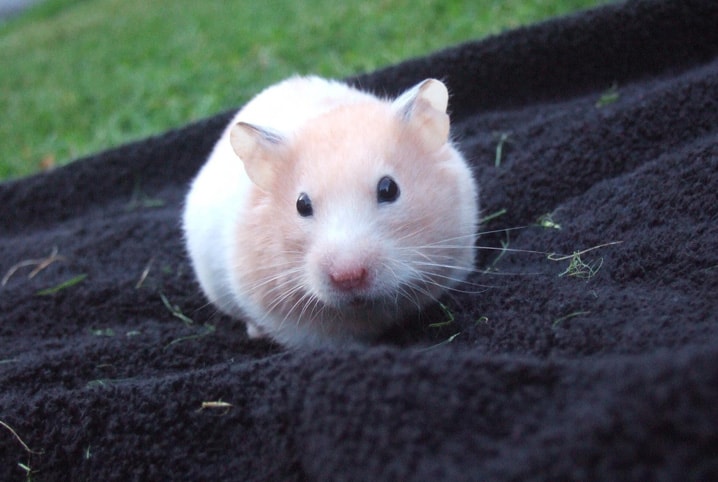 tumor em hamster pet