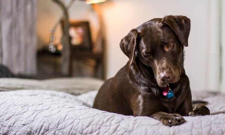 cachorro marrom com coleira azul em cima da cama