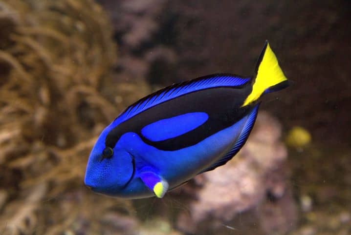 peixes famosos tango azul