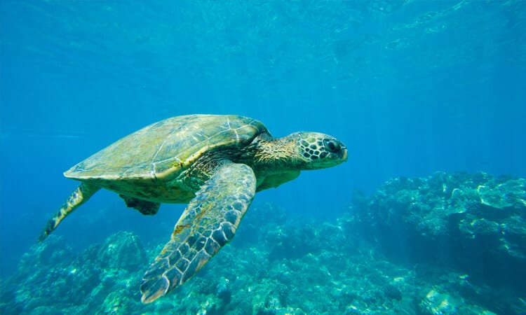 tartaruga marinha nadando no mar, uma espécie ameaçada de extinção. 