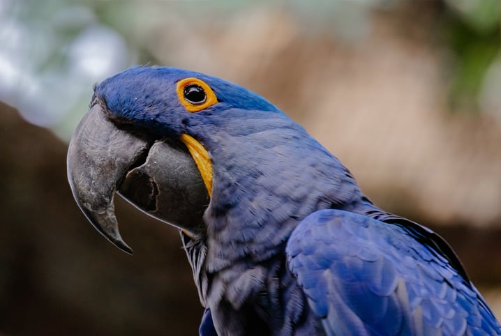 arara-azul olhando para a câmera, uma espécie ameaçada de extinção.  