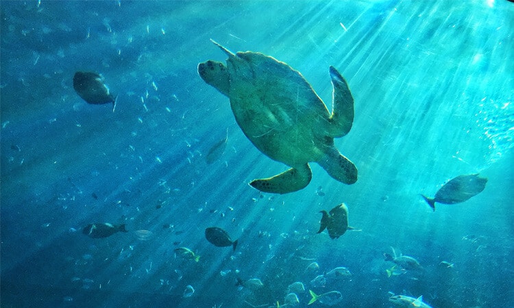 tartaruga marinha nadando no mar com os peixes, uma espécie ameaçada de extinção.