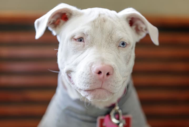 animais albinos cachorro