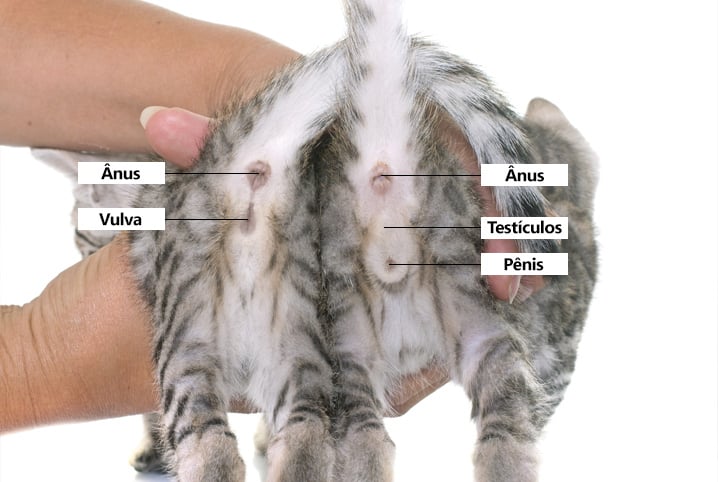 Como saber o sexo de um gato? Até mesmo observar a cor do pelo