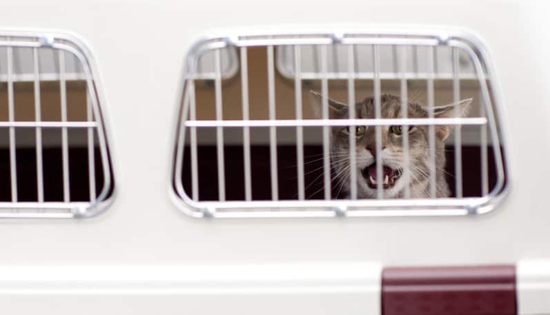 Pet sitter ou hotelzinho: onde deixar o gato quando viajar?