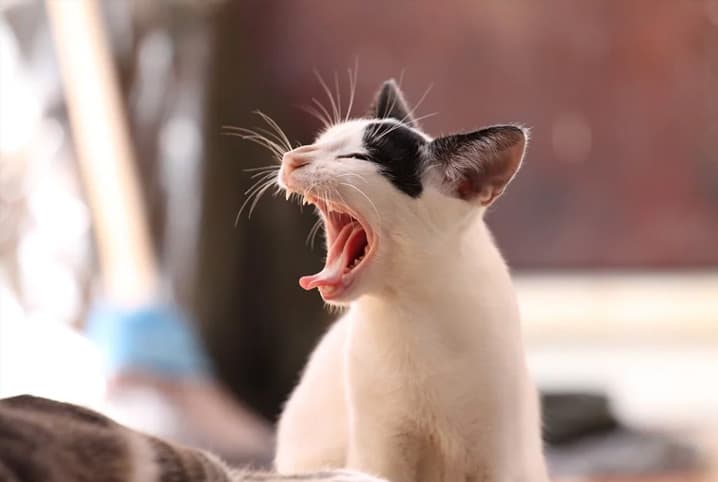 Gato miando - Som de gato miando - miados de Gato - Video de gatos  engraçados e loucos, Gatos 