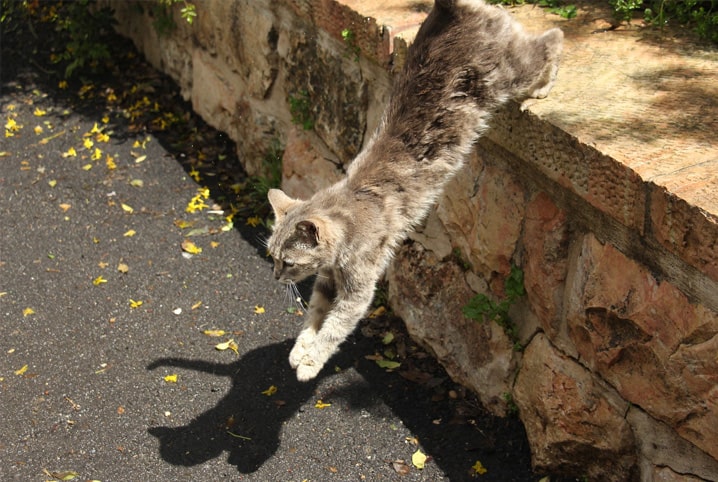 Como acalmar um GATO HIPERATIVO