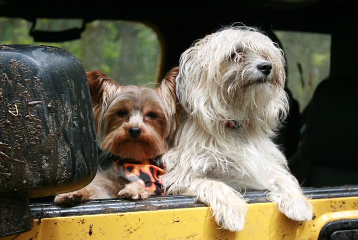 Dois cachorros em janela de ônibus