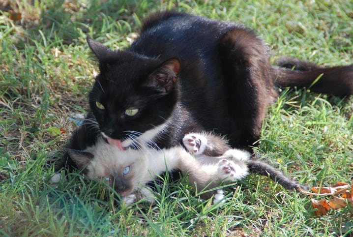 DANDO BANHO NOS GATINHOS FOFINHOS 