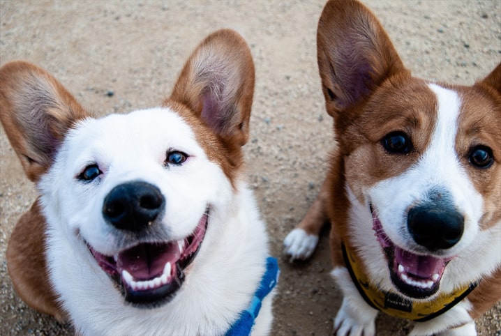 Cachorro pode comer OVO? Benefícios e preparação