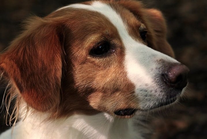 cachorro marrom e branco olhando para o lado