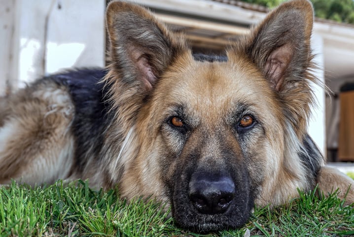 Nomes franceses para cachorros - Mais de 200 IDEIAS 🐶