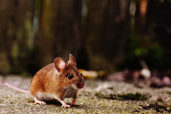 Do tamanho de um cão', ratos estão cada vez maiores e dominam Nova