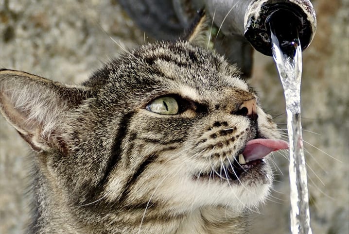 gato beber agua pet