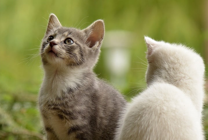 A chegada de um novo gatinho a casa