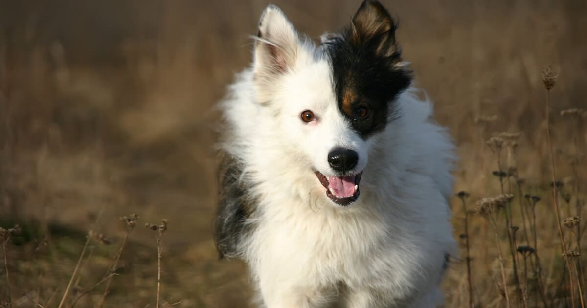 cachorro caminhando.