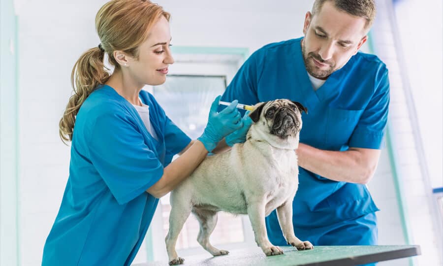 médicos-veterinários examinando e dando injeção em cachorro.