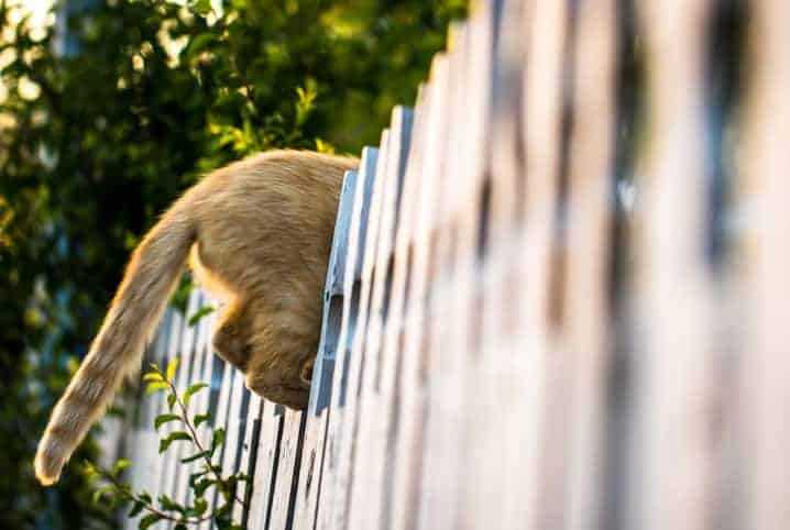 traseiro de gato pulando sobre cerca.