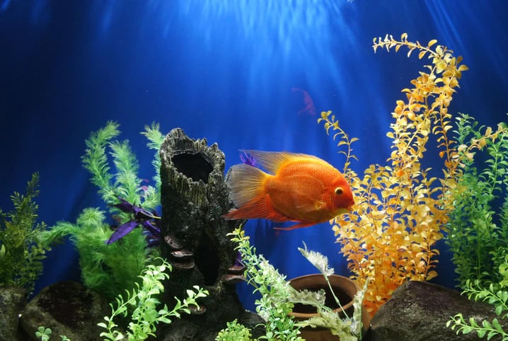 peixe laranja em um aquário