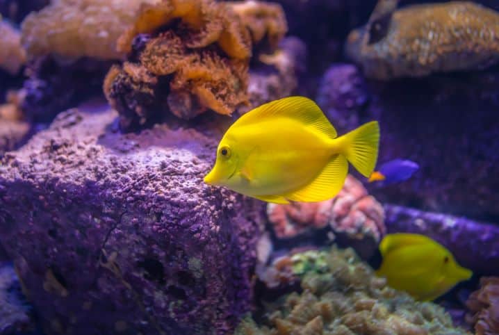 peixe amarelo em um aquárioio