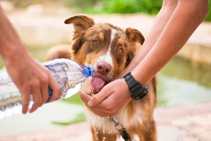 Cachorro d'água: o que é e como se prevenir desse inseto?