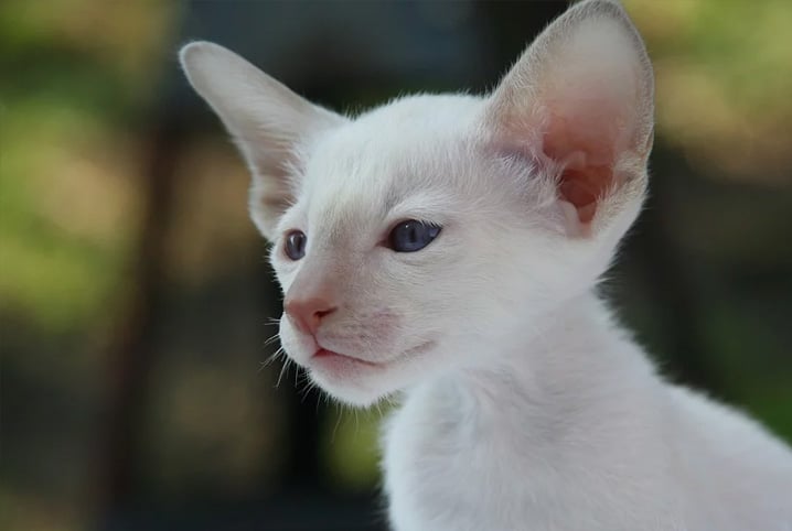 Saiba como escolher nomes para gato branco
