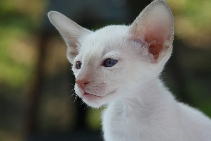 Nomes De Gatos Famosos Para Dar Ao Seu Gatinho