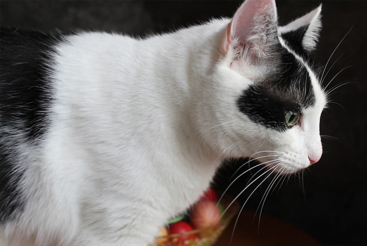 Raça de Gato Peludo: Conheça 7 Desses Fofinhos
