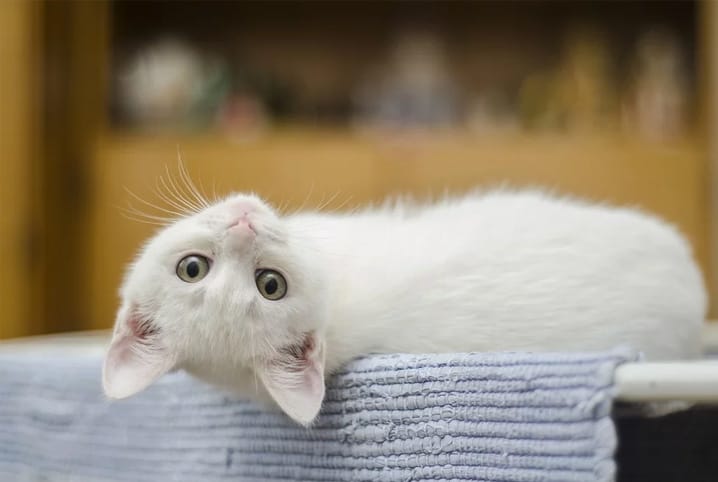 Meu primeiro gato: preparando a casa para recebe-lo