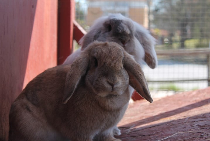 dois coelhos olhando para a camera