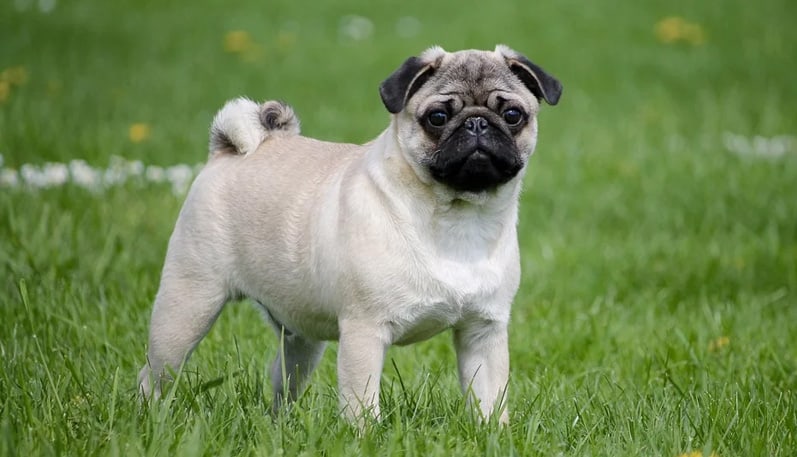 Cuidados com os Pugs Fofinhos 