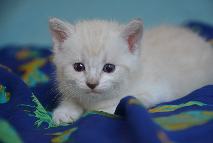 Sinais de gripe felina e tratamento