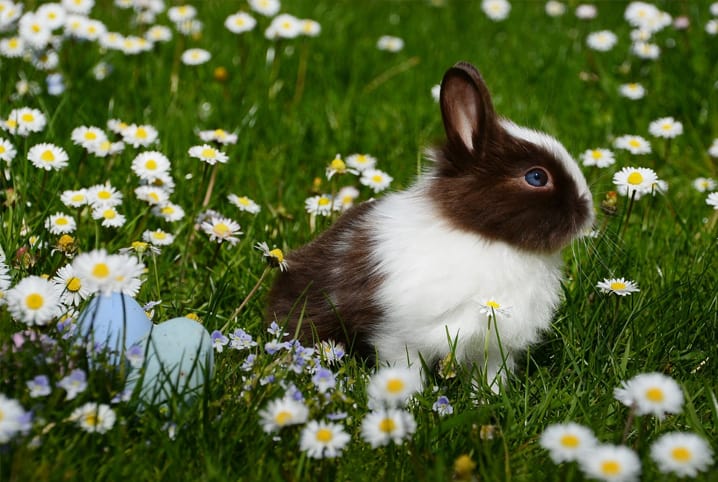 mini coelho em campo com flores brancas e ovos de páscoa.